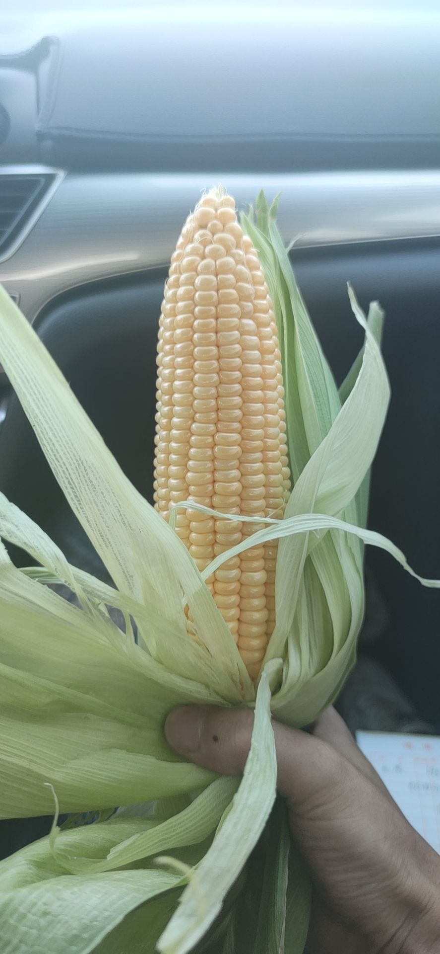 鲜玉米  甜玉米农户一手货源（水果玉米）