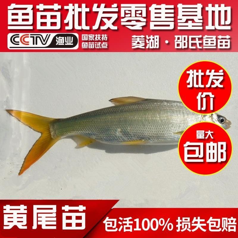 黄尾鲴鱼苗  黄尾鱼苗红尾鱼苗黄尾密鲴苗黄姑子黄尾巴