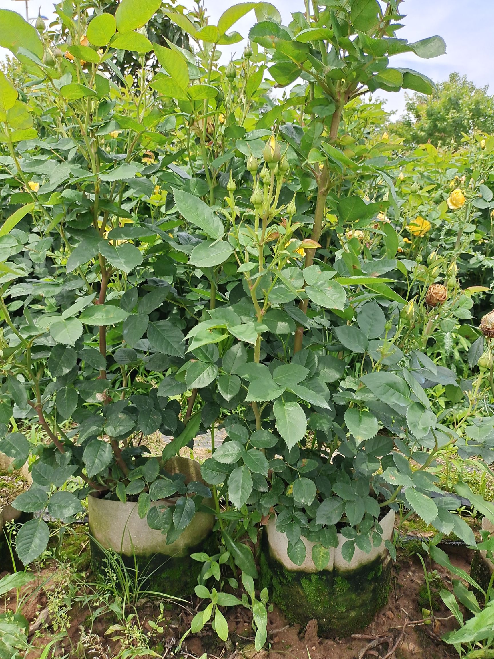 大花月季 大盆花