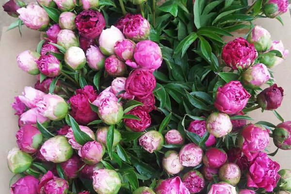 美丽芍药  芍药花骨朵