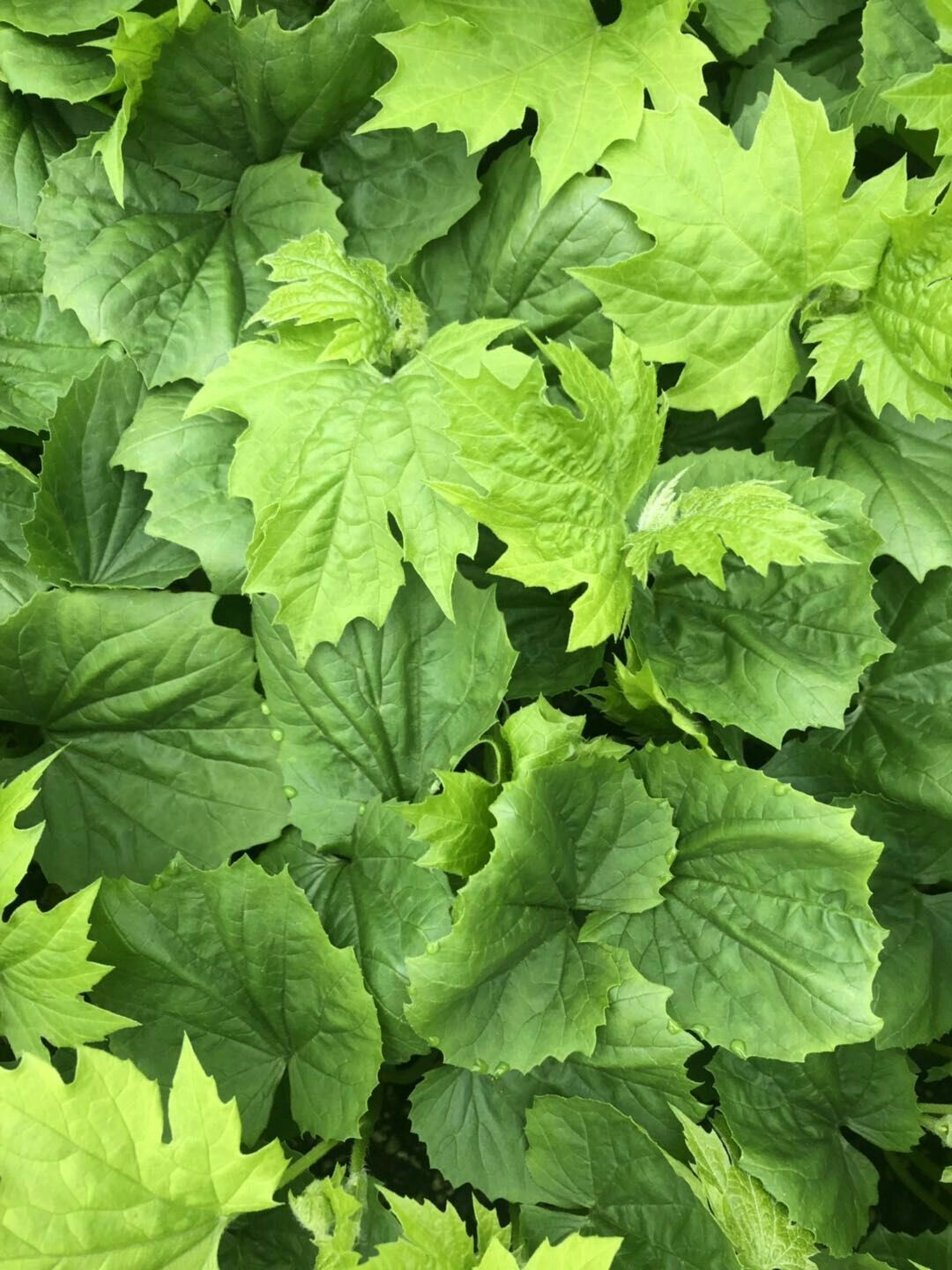 苦瓜苗，直根苦瓜苗，嫁接苦瓜苗