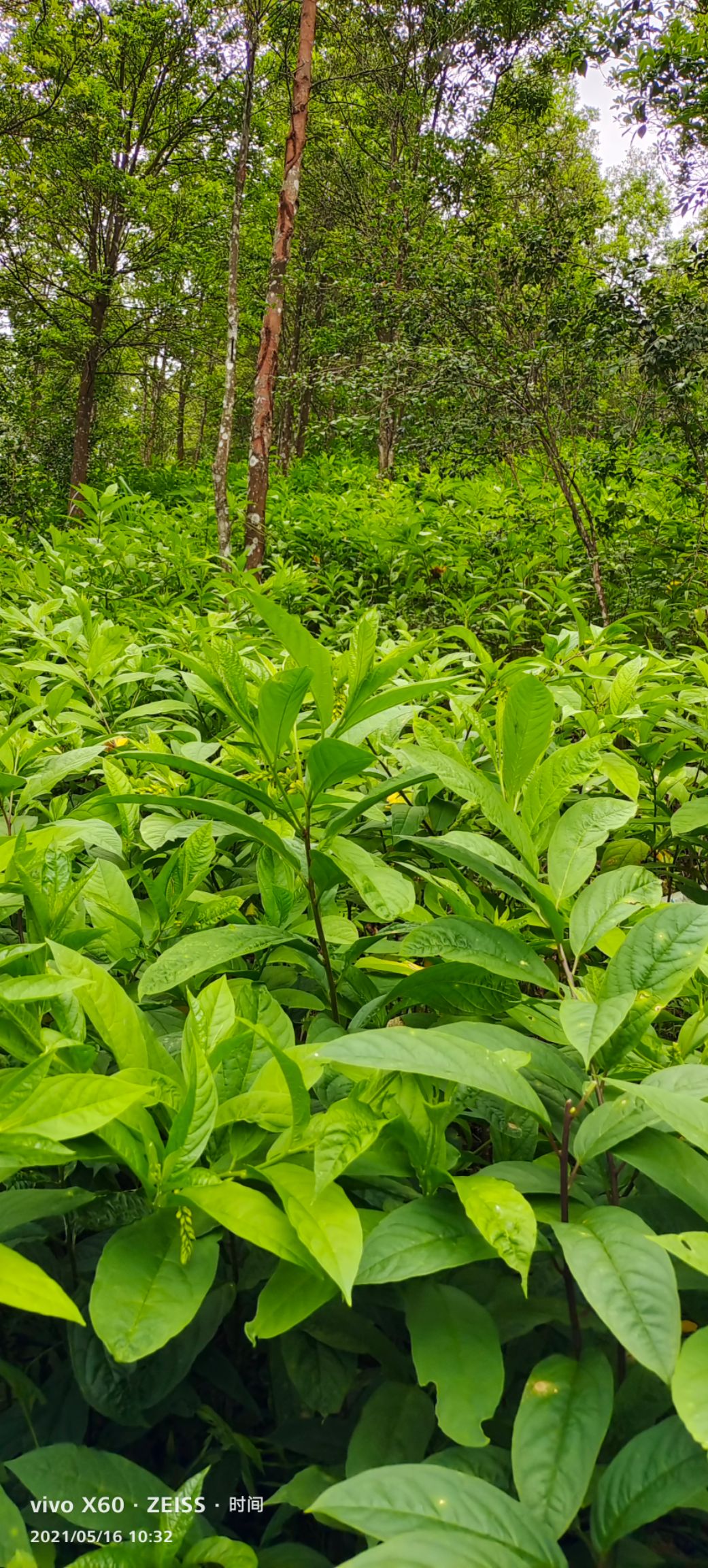 黄花倒水莲种苗  黄花倒水莲