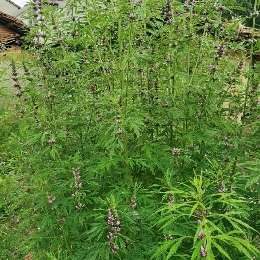 武汉自然生长益母草
