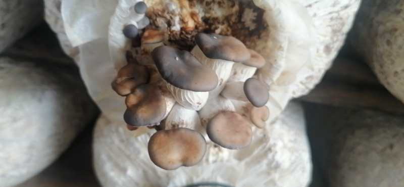 《菇誉1+2》,喷洒预防平菇、双孢菇黄斑病、木耳流耳