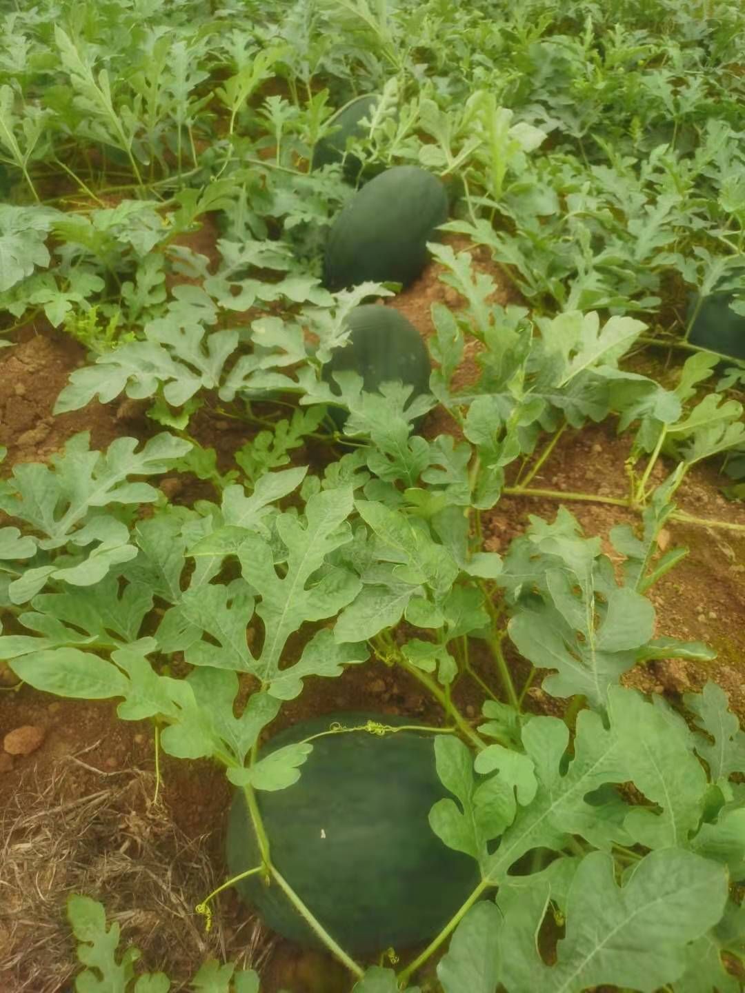 黑美人西瓜苗  广西育苗基地，产地直销，全年供应！，代育加工