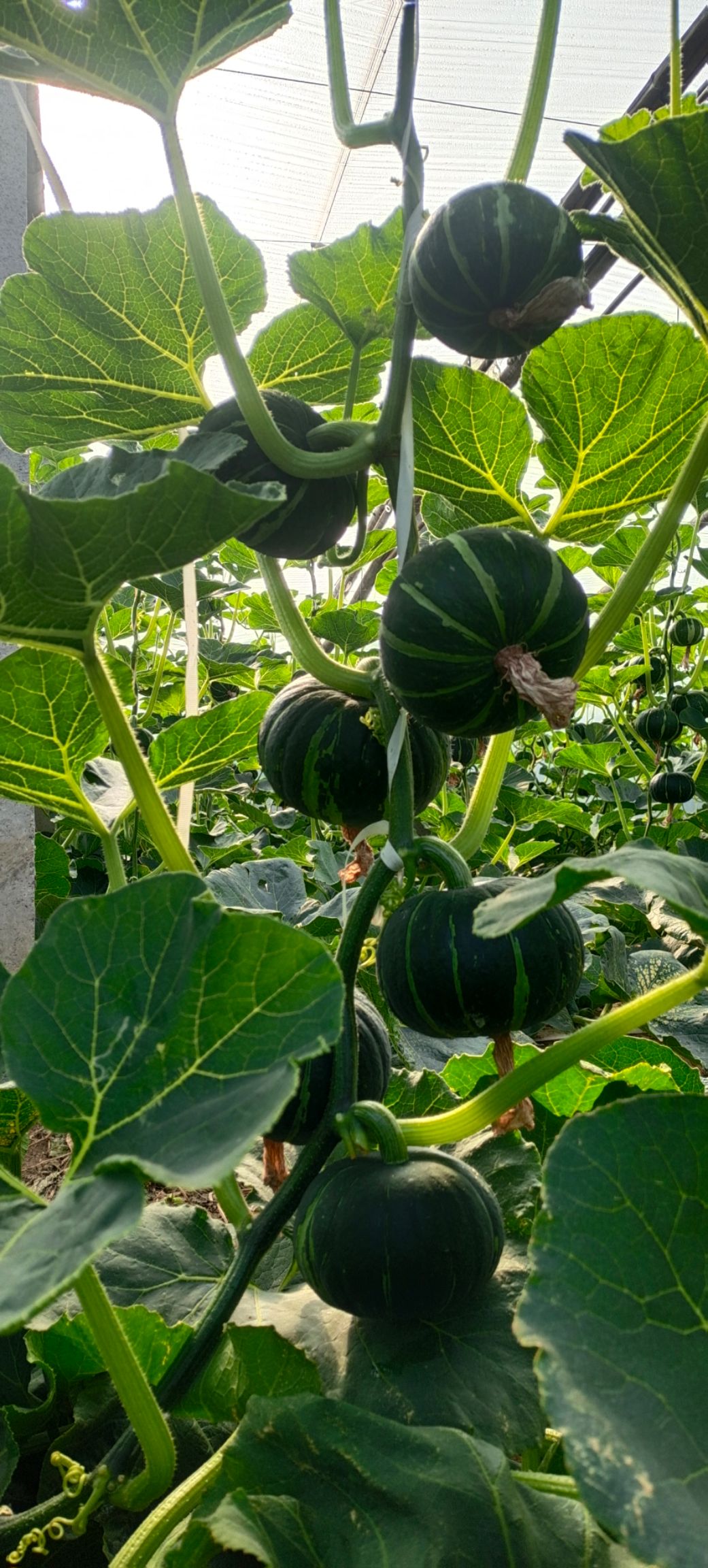 贝贝南瓜 山东省潍坊市寿光市 0.8~1.5斤