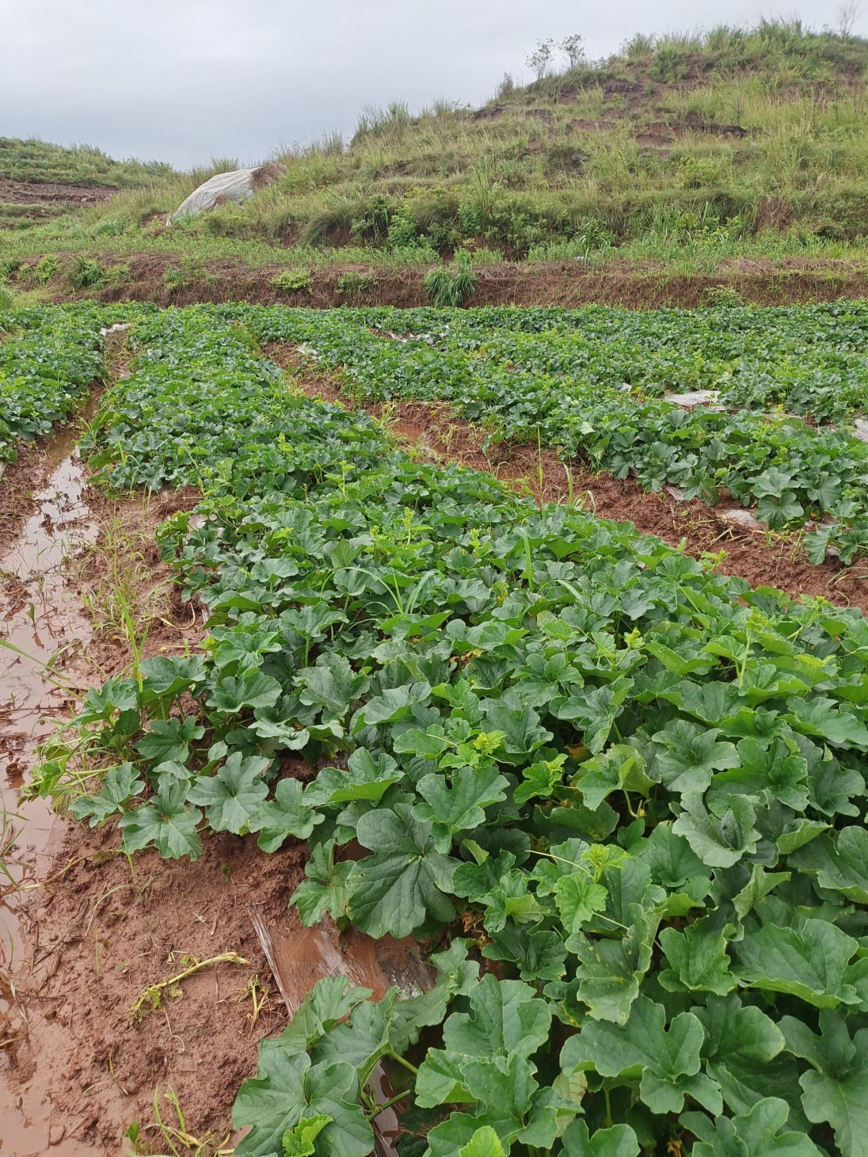 香如蜜甜瓜 自己种的香瓜，有机种植，无任何复合肥。