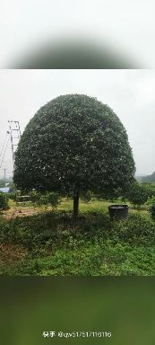 桂花树八月桂  普通桂花树【产地直发】品质保证，量大从优