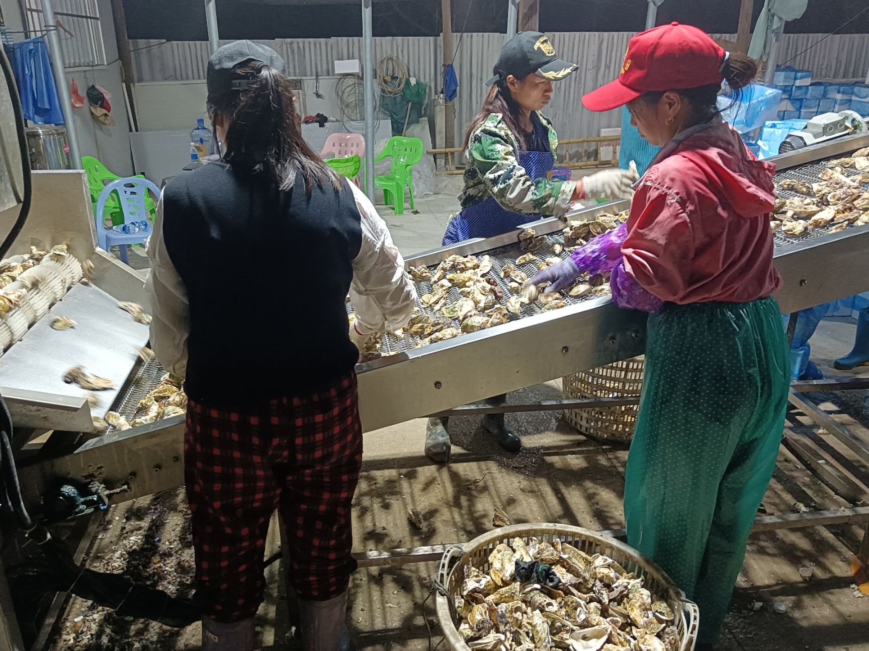 牡蛎  【精品】福建蚝三斤小包装大量供应货源质优价廉欢迎电联量大从优