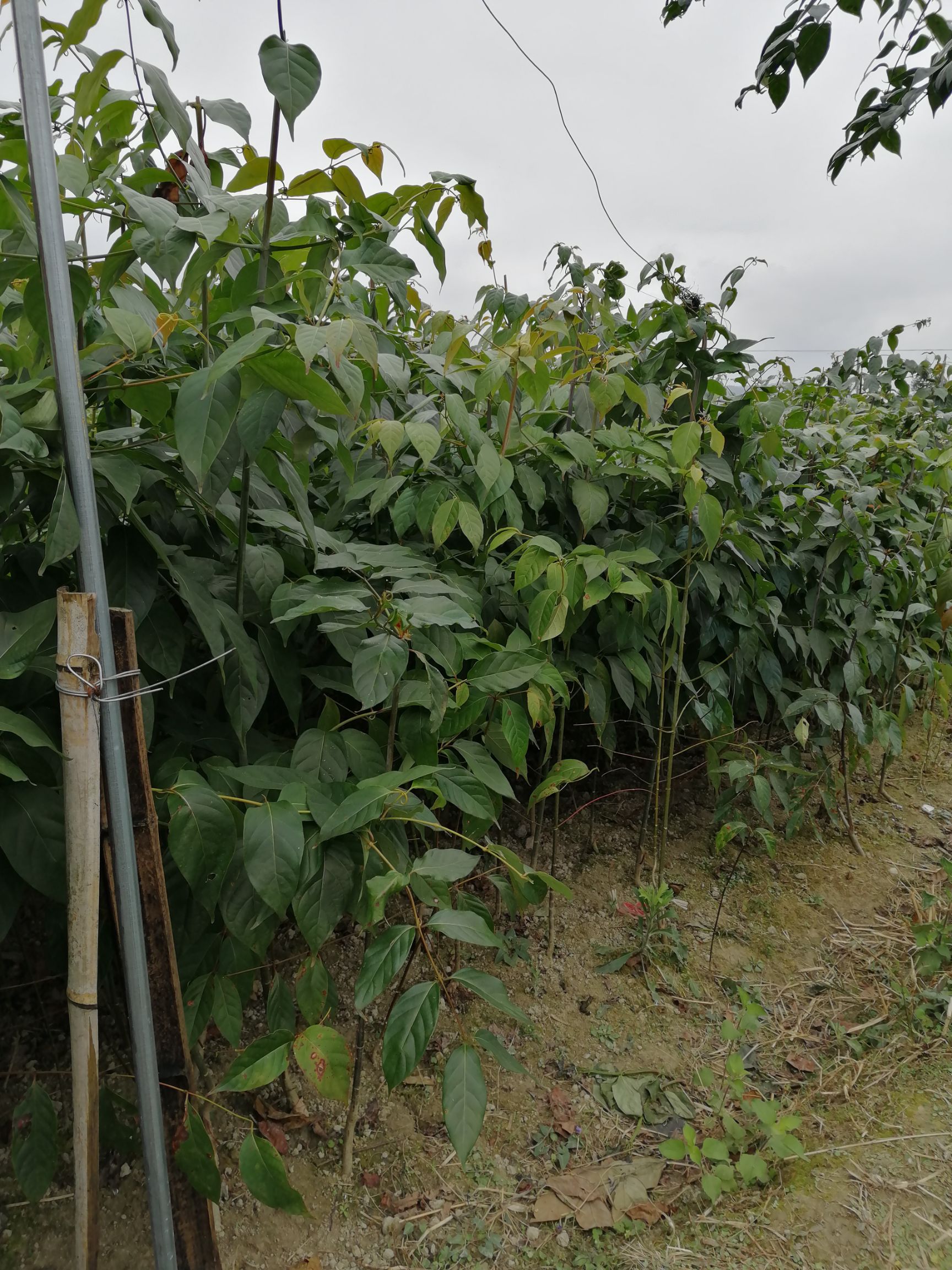 广西黄金金钩藤苗双钩藤红芽钩藤苗高含量钩藤苗