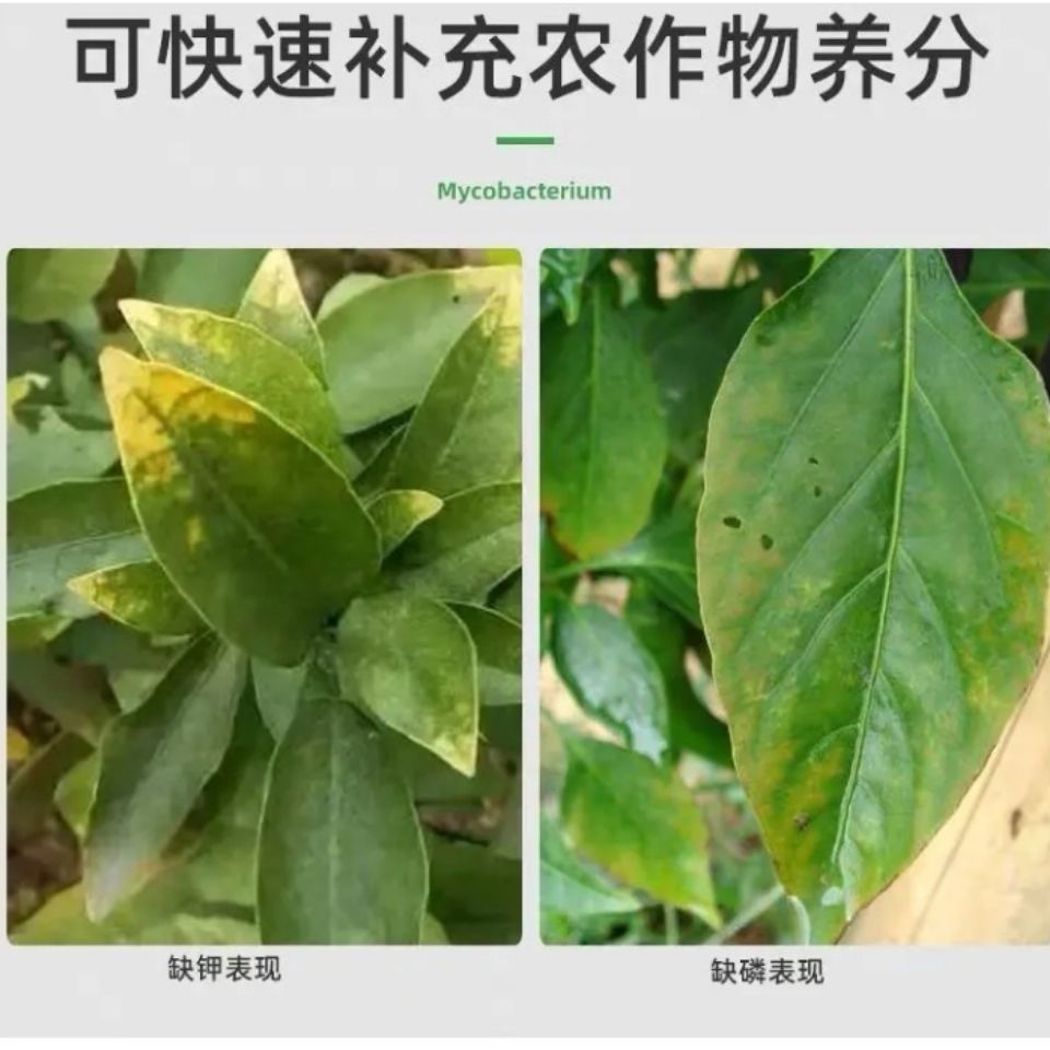 磷酸二氢钾 促花保果 增产提质