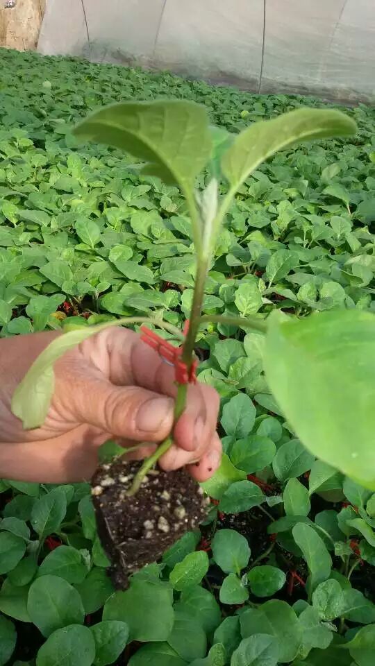 茄子苗，嫁接黑宝，直根系