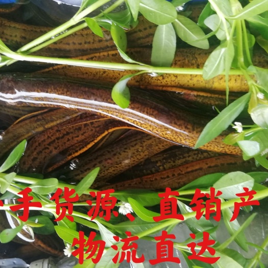 潜江市土黄鳝  （一手货源）常年供应！ 批发零售！