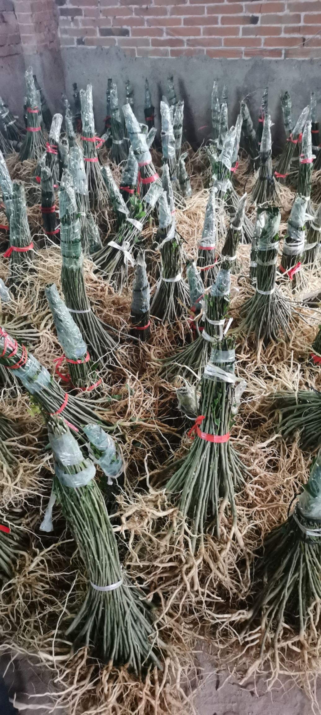 黄花倒水莲种苗  黄花倒水莲