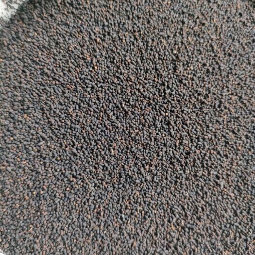 黎平县虫茶 养身茶  2014年虫茶  虫屎茶