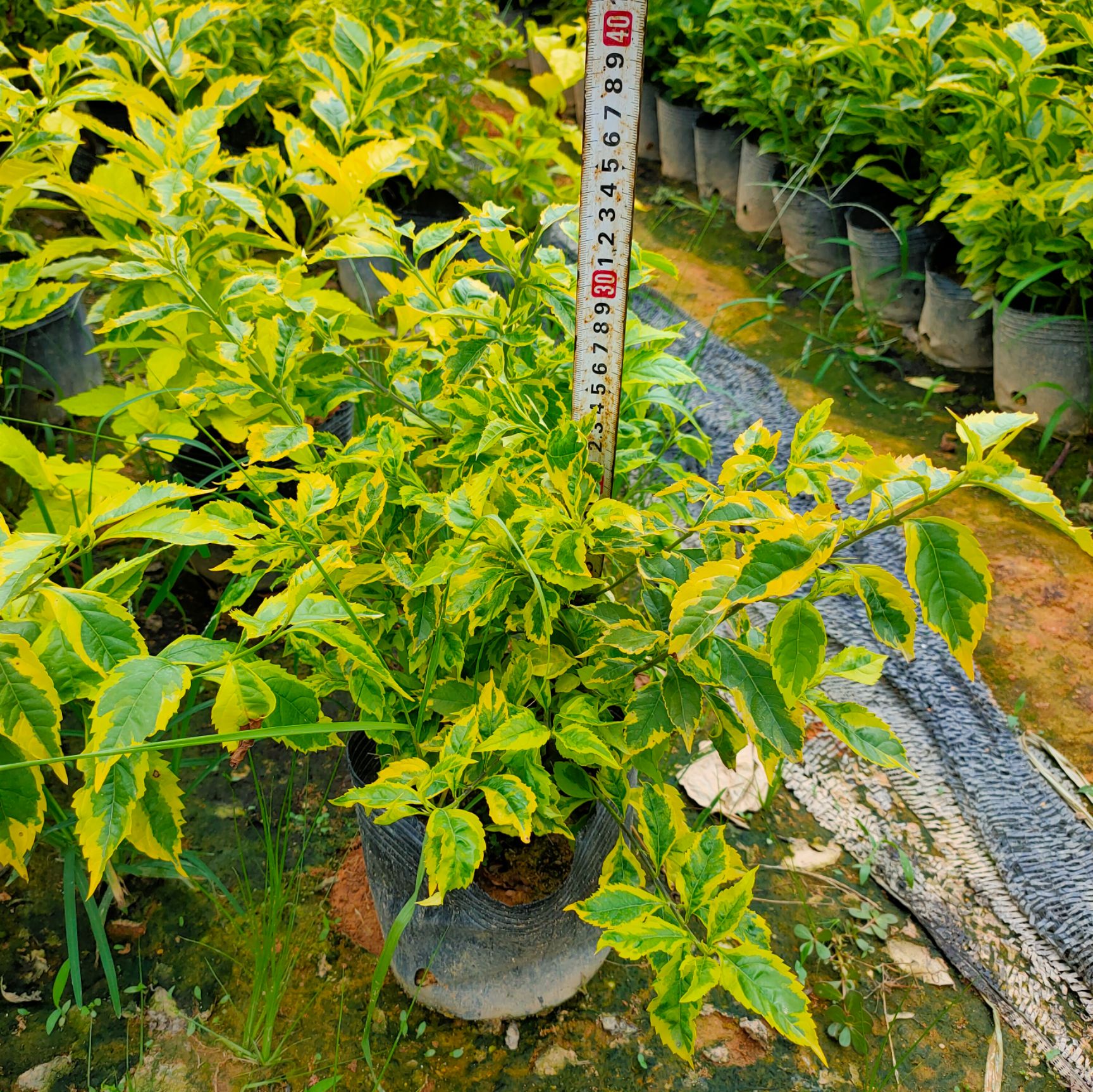 金边假连翘18杯