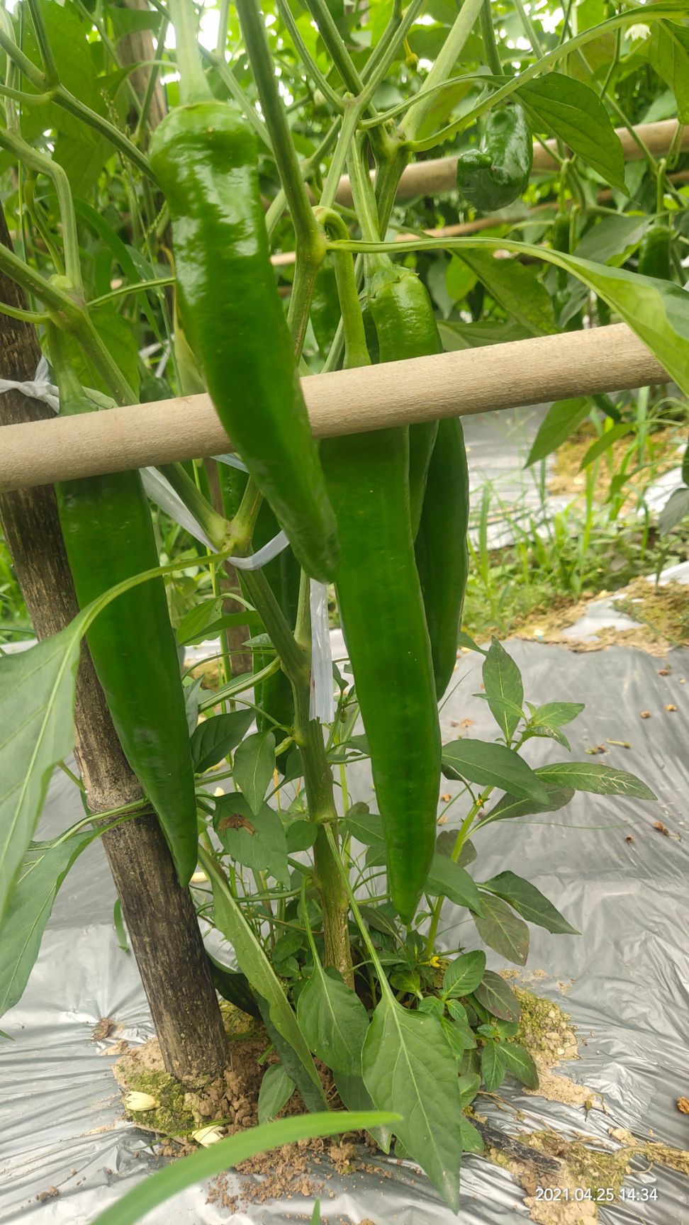 青泡椒  大青椒和青线椒、螺丝椒