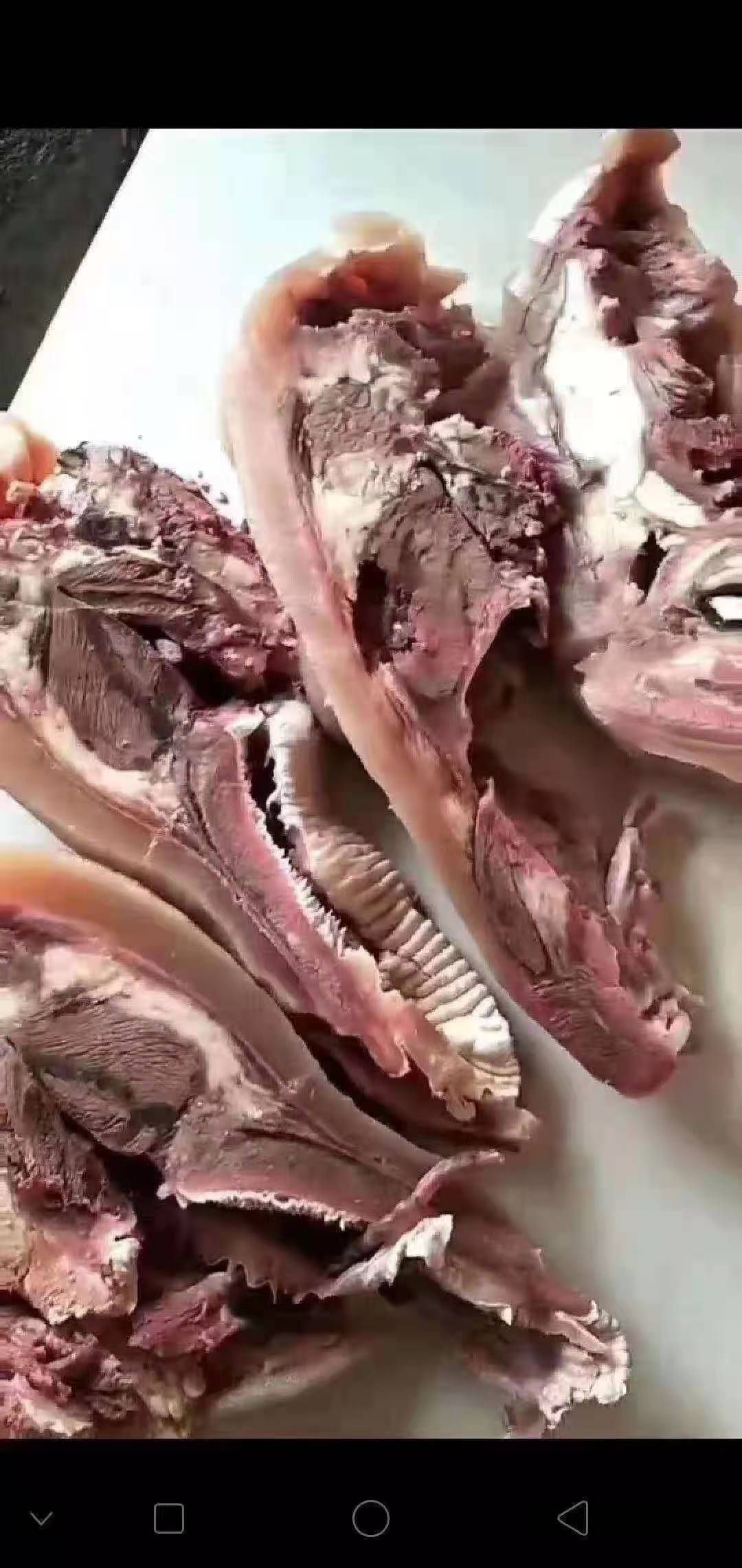 牛头 牛副产品  厂家直销全熟牛脸肉，一手货源，欢迎选购