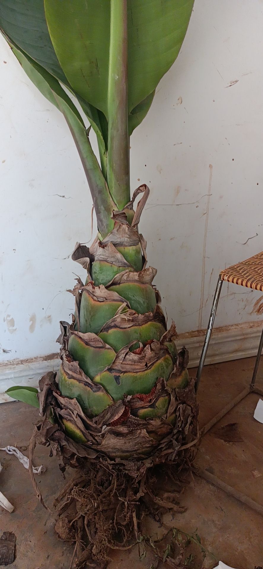 地涌金莲 视觉冲击，红色妩媚