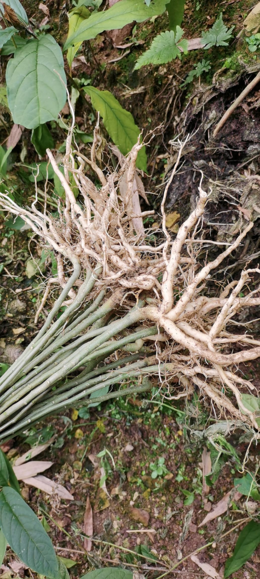 黄花倒水莲种苗  黄花倒水莲