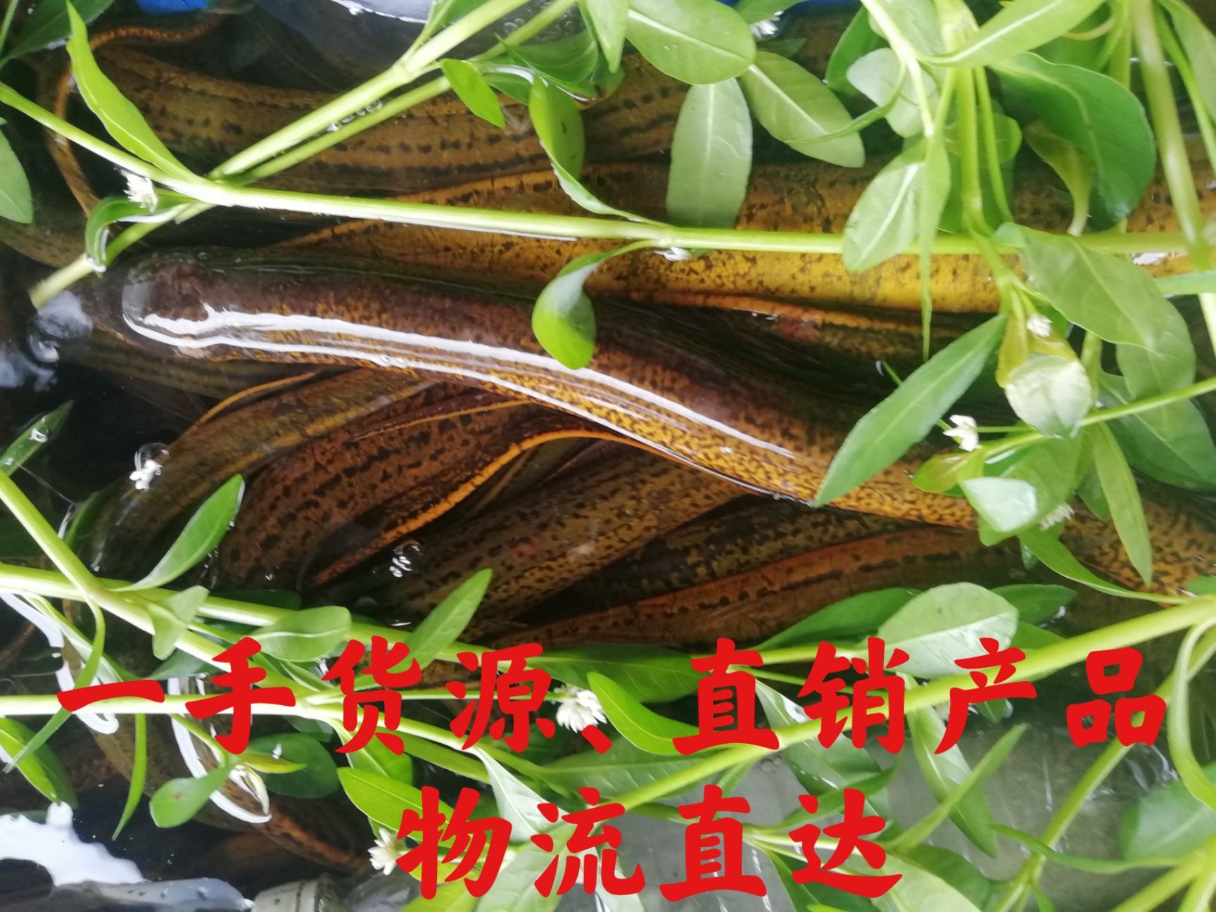 湖北～土黄鳝（一手货源、全国发货）
