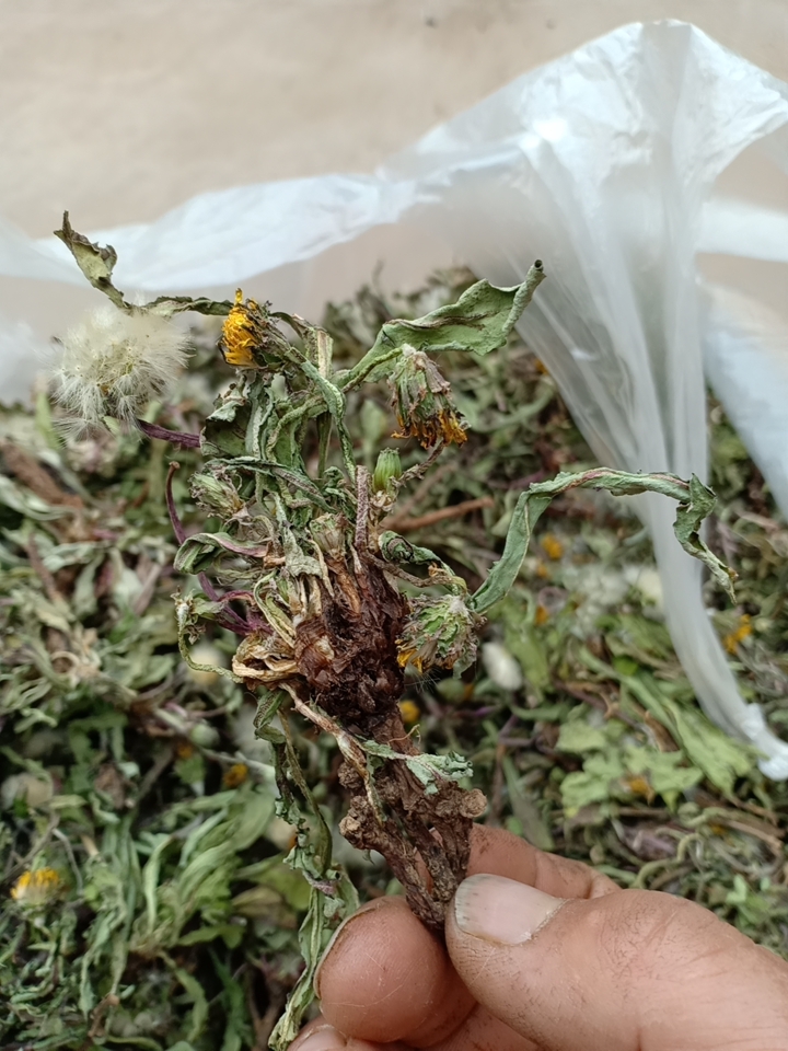 蒲公英茶  沂蒙山区里的优质蒲公英，产地直销，都是早期货