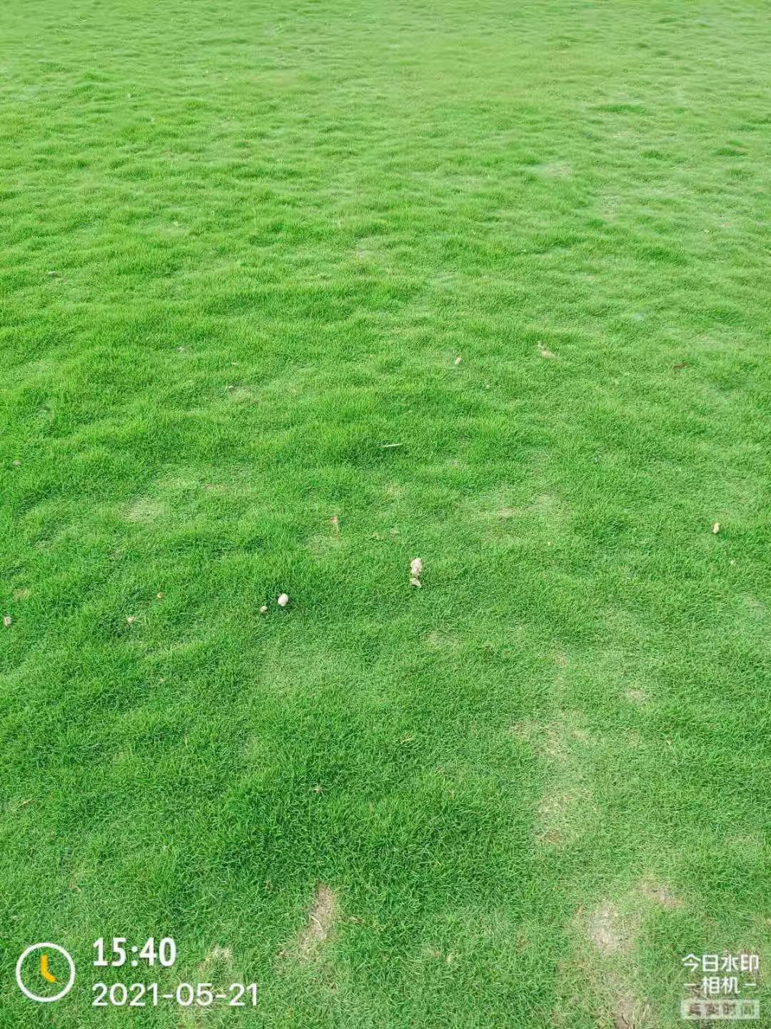 马尼拉草皮  草坪   马尼拉