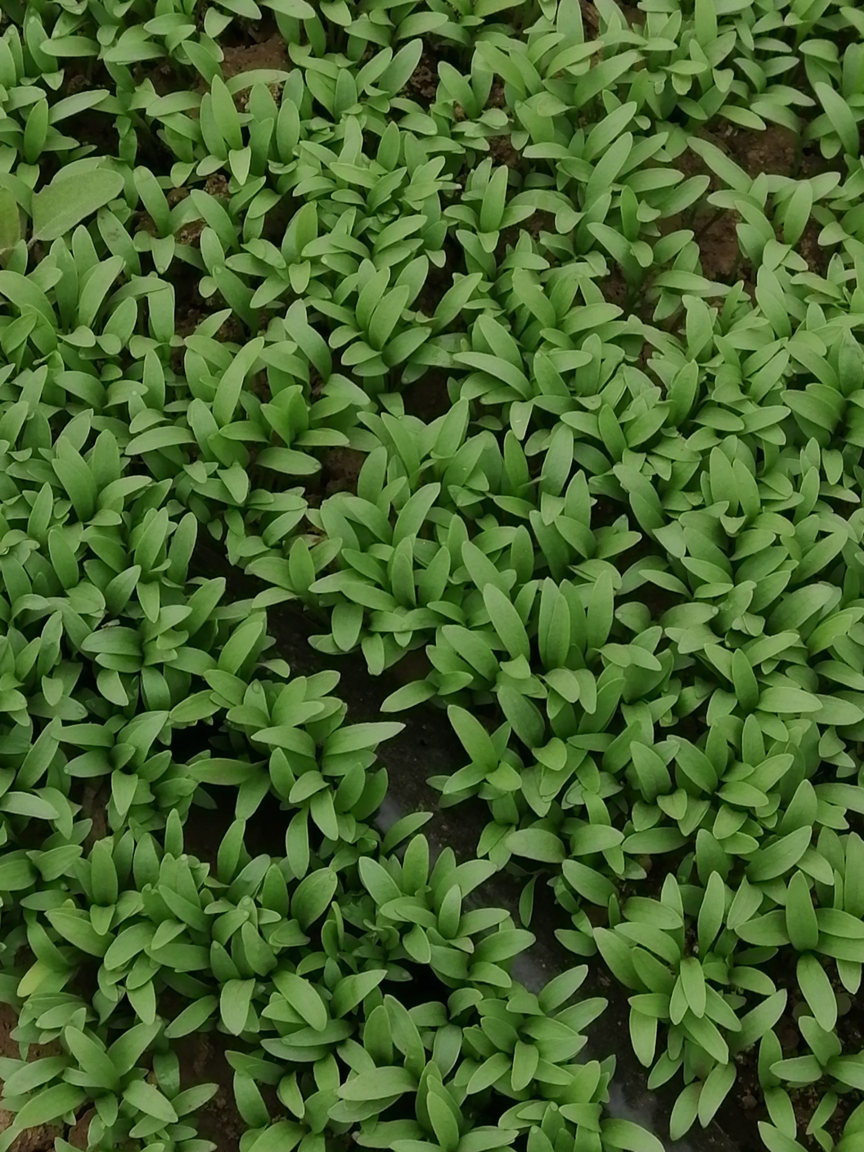 香菜苗 各种盘试小苗