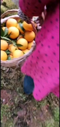 伦晚脐橙 湖北省宜昌市秭归县基地直供。