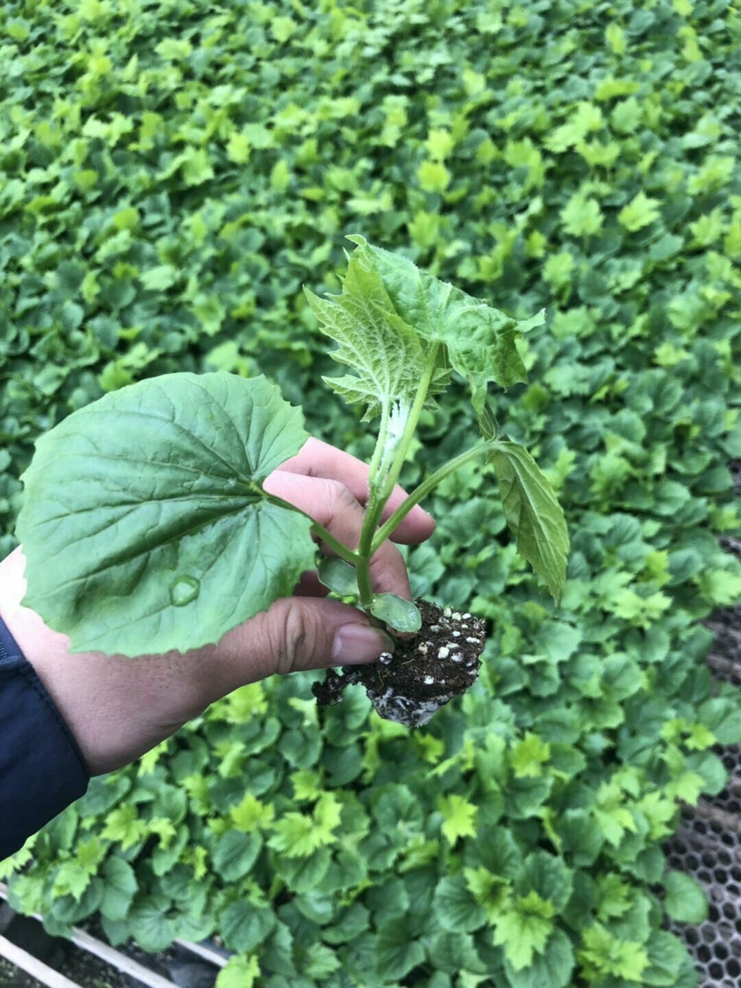 苦瓜苗，直根苦瓜苗，嫁接苦瓜苗