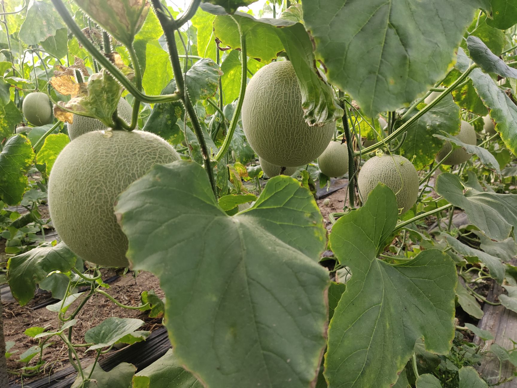 网纹瓜大量上市，价格便宜！对接各大电商，市场