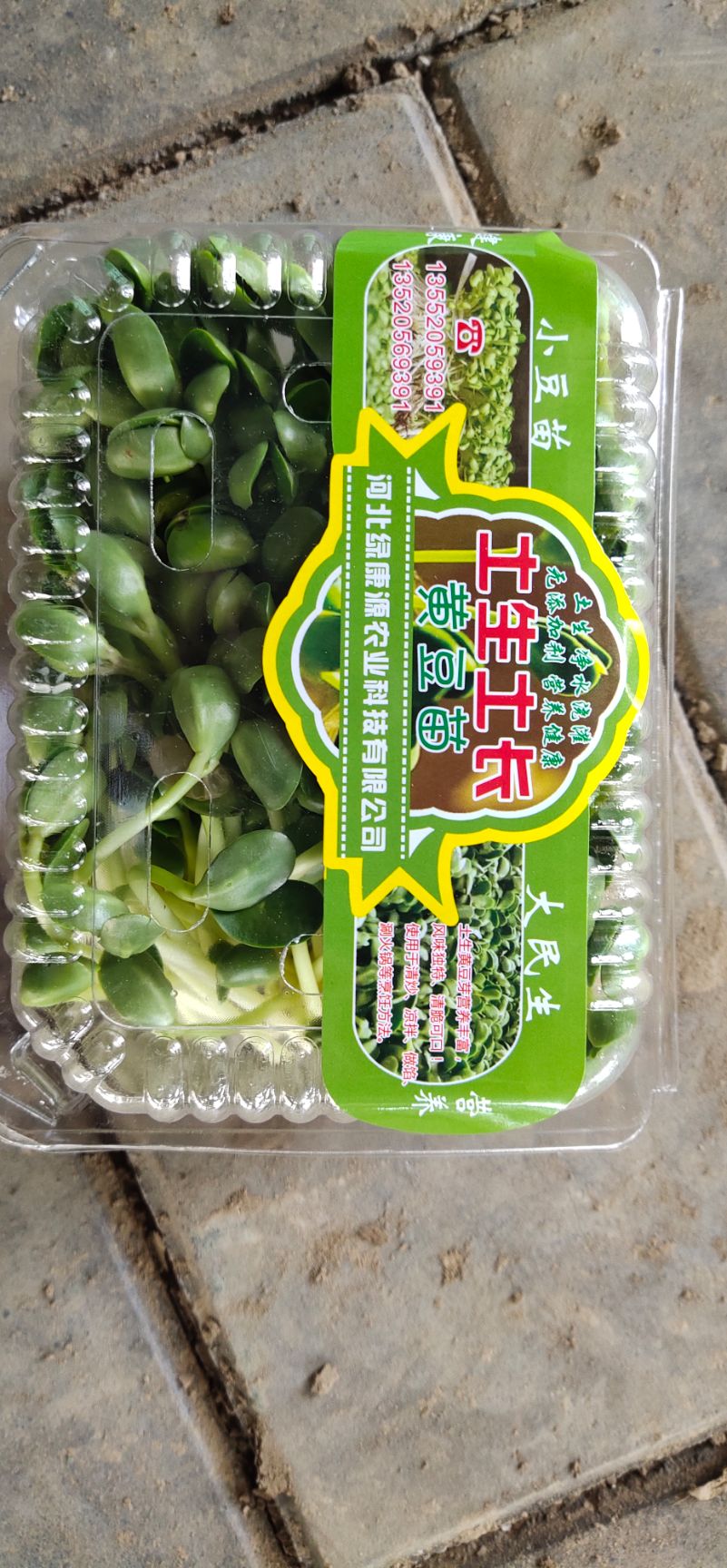黄豆芽 土生黄豆苗，