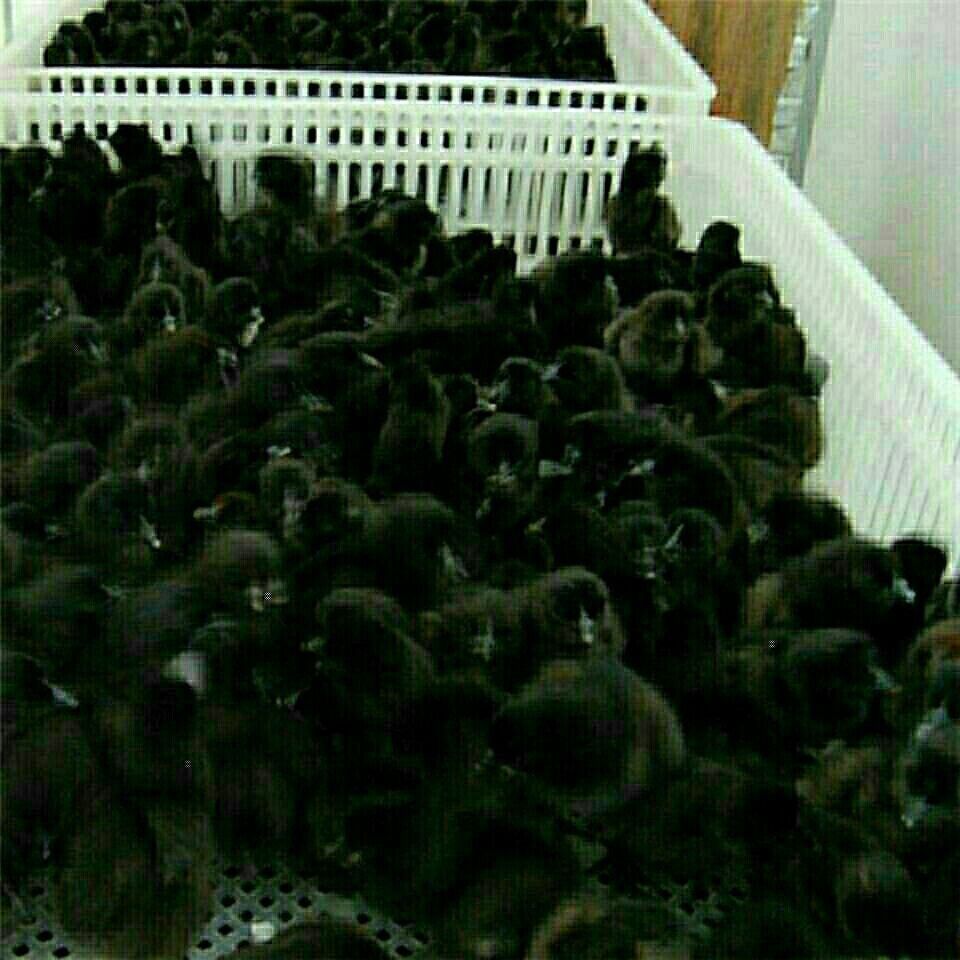 鸡苗 绿壳蛋鸡苗 五黑鸡苗