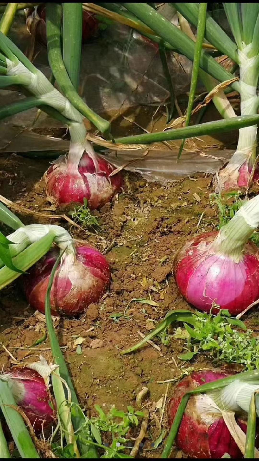 红皮洋葱  聊城二红洋葱基地种植，月底大量上货！