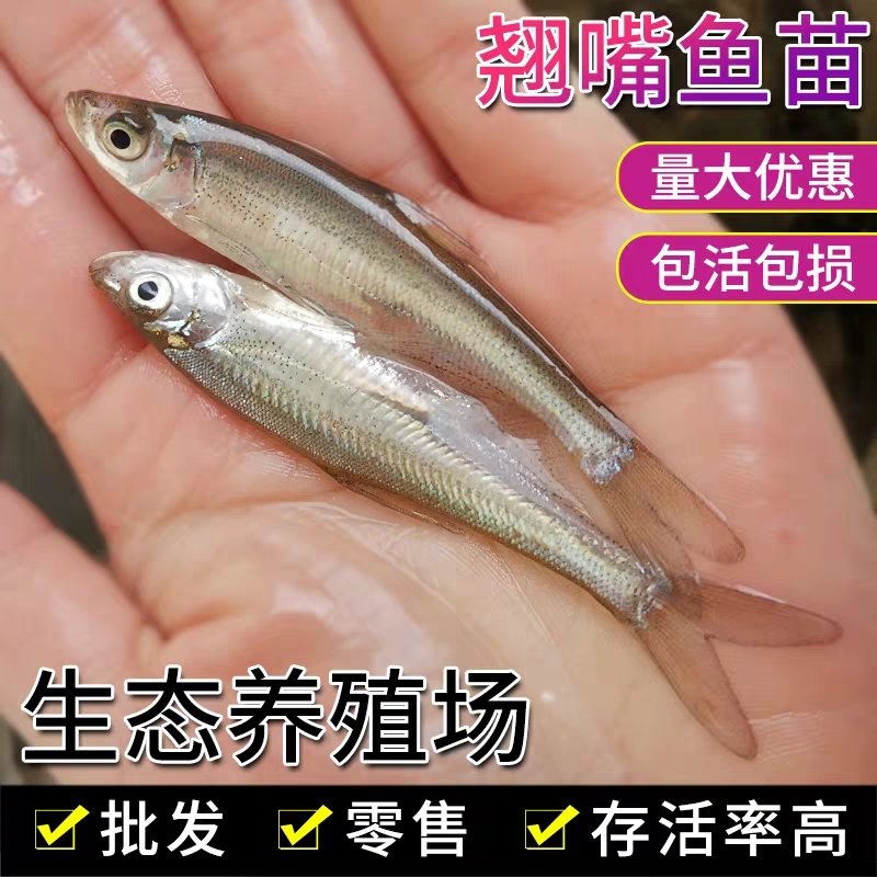 翘嘴白鱼苗  3--5公分翘嘴红鲌鱼苗翘鲌子翘壳长/江米级翘