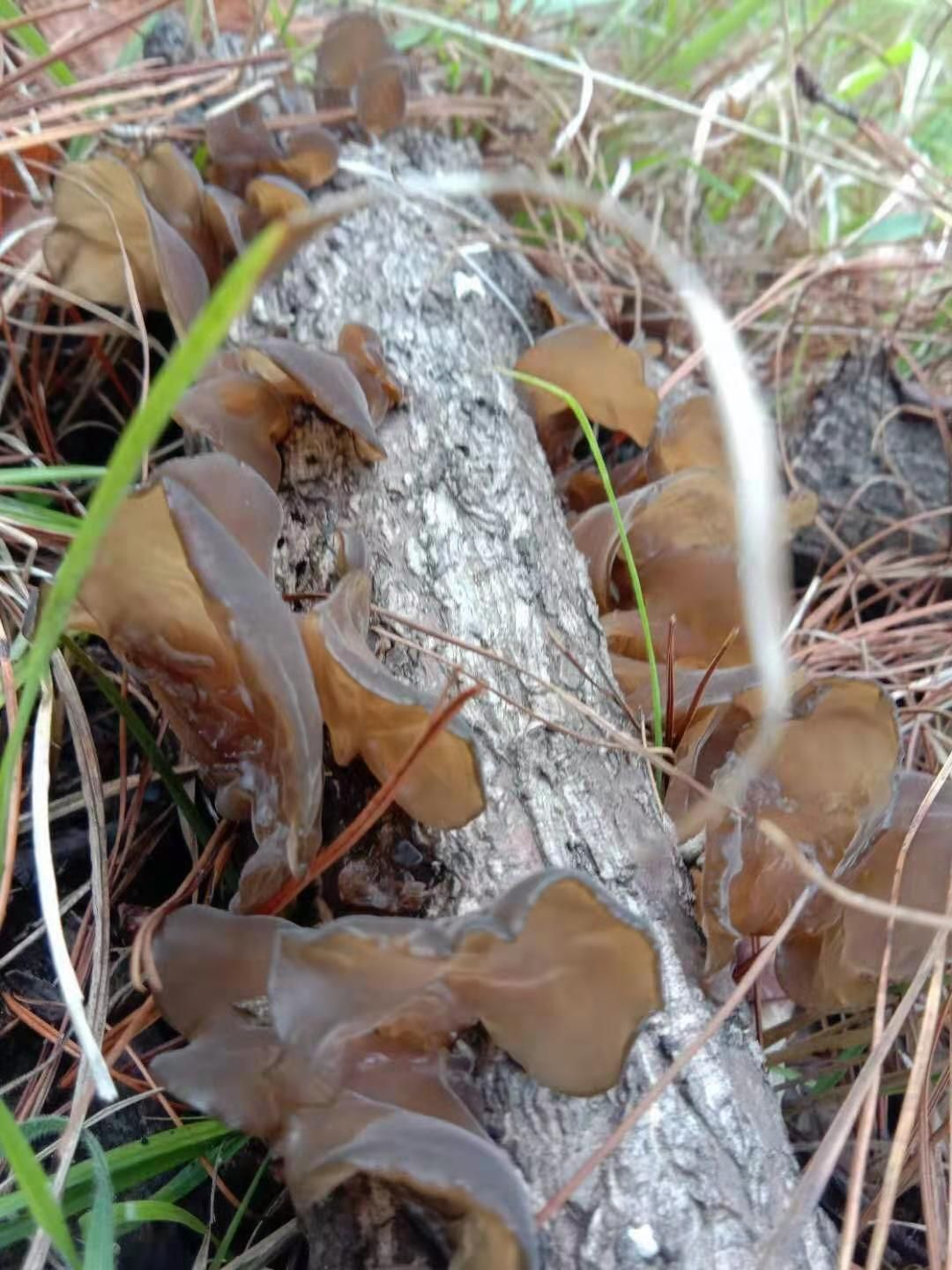 皱木耳  漾濞野生木耳