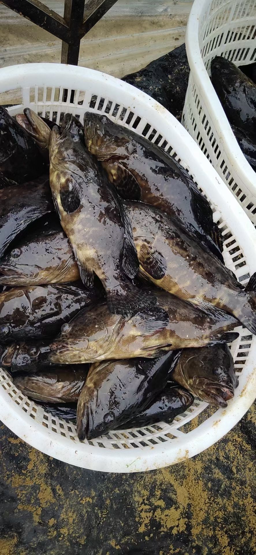 石斑鱼  纯海水饲养珍珠龙胆石斑。