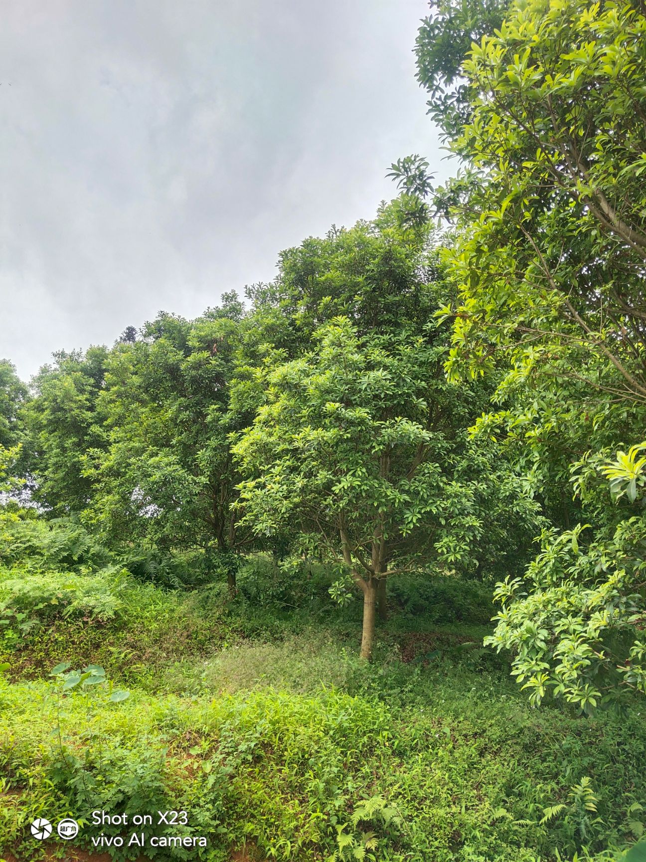  杨梅树  高杆一米分枝