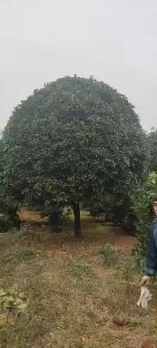 桂花树八月桂  普通桂花树【产地直发】品质保证，量大从优