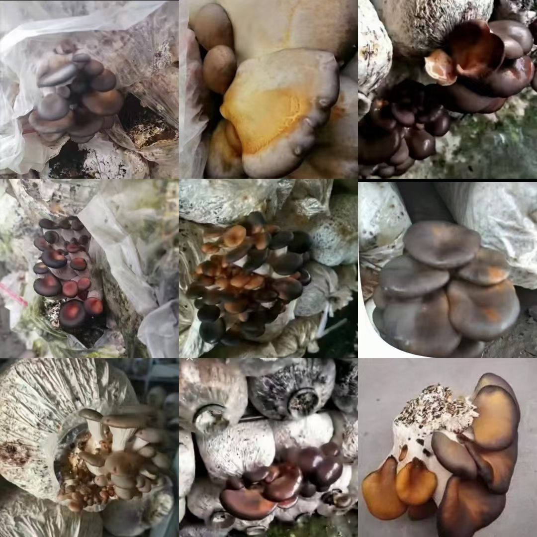 《菇誉1+2》,喷洒预防平菇、双孢菇黄斑病、木耳流耳