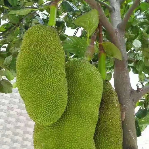 灵山县马来西亚一号菠萝蜜苗 果肉脆甜 干包 四季结果 带土带叶发货