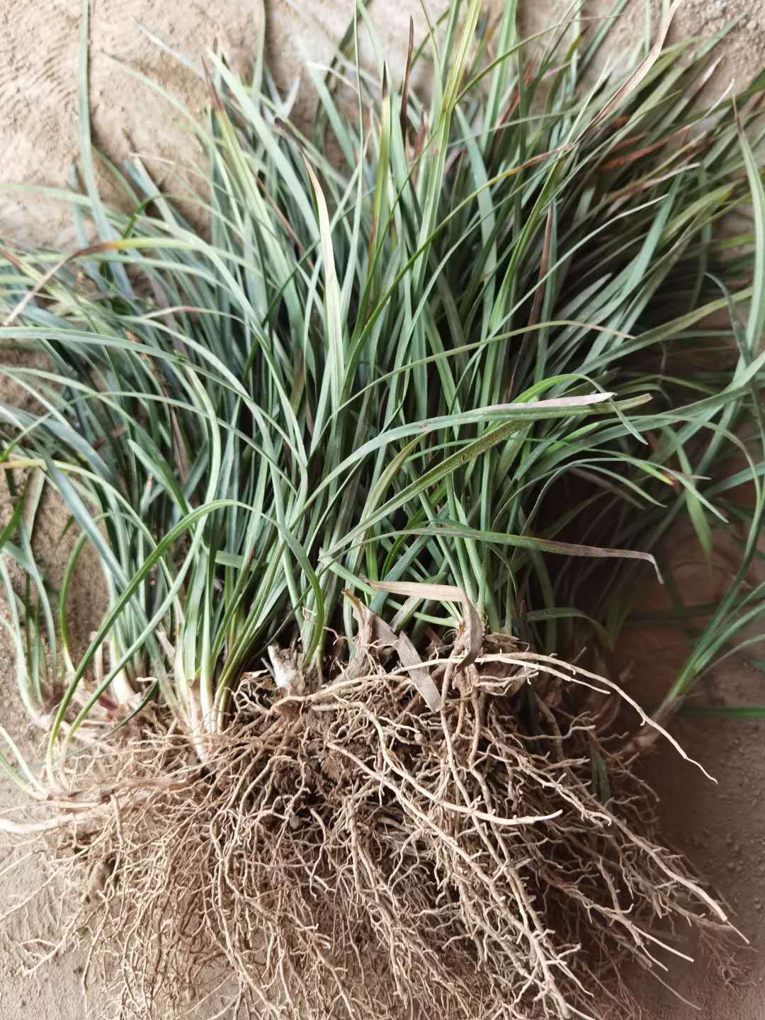 细叶麦冬中叶麦冬