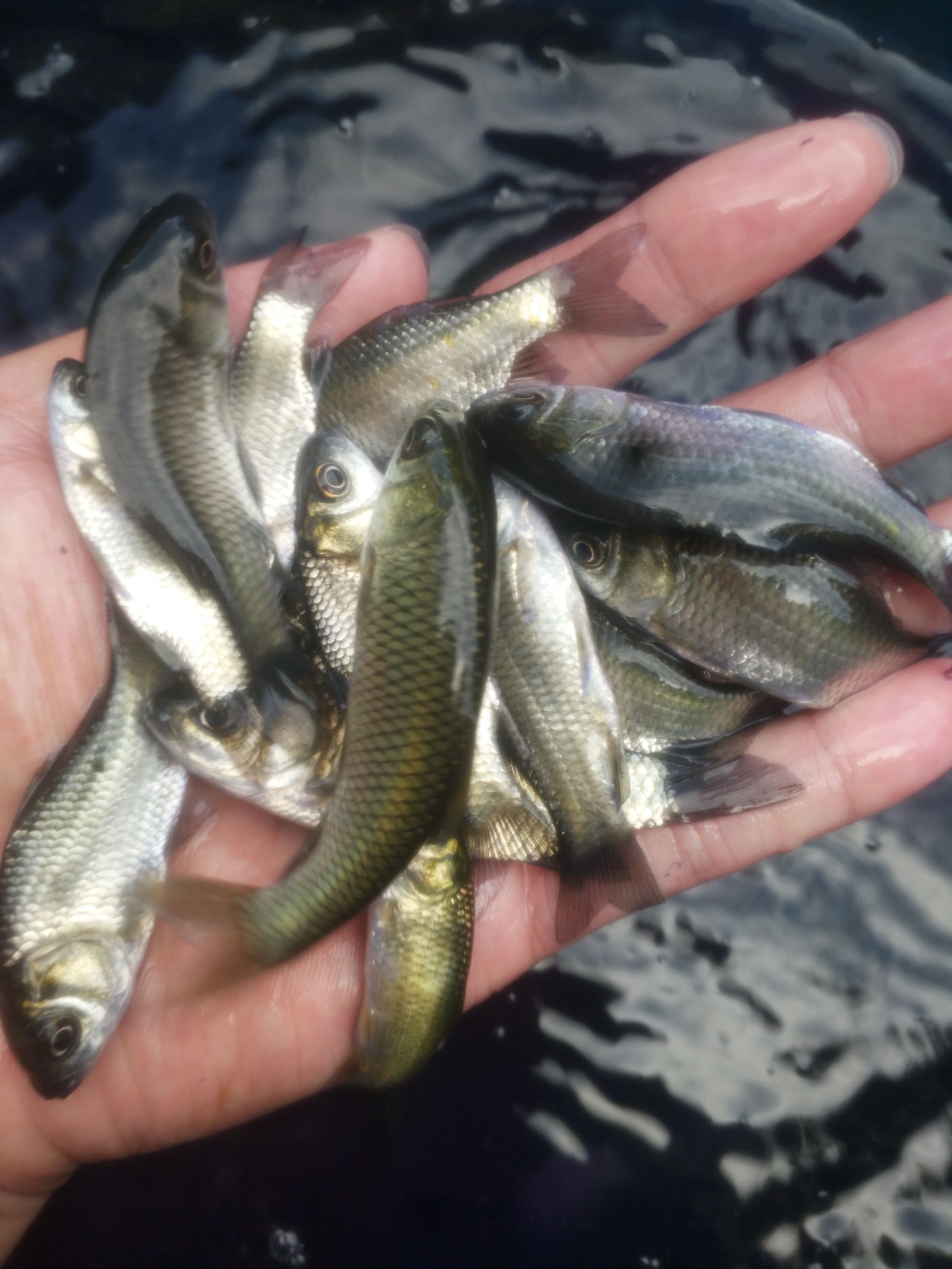 鲫鱼苗 重庆热销中科5号苗 提供养殖技术包运输下塘货到付款