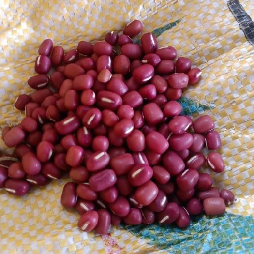 泗县高雄6号红豆 小红豆