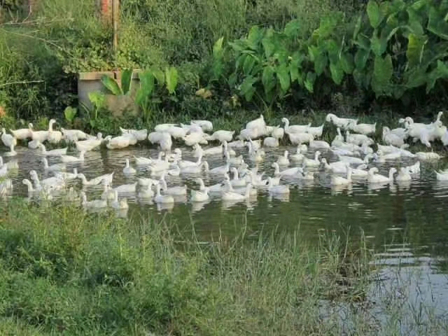 连城白鹜鸭  鸭  连城白鸭 2-3斤黑嘴黑脸白羽鸭