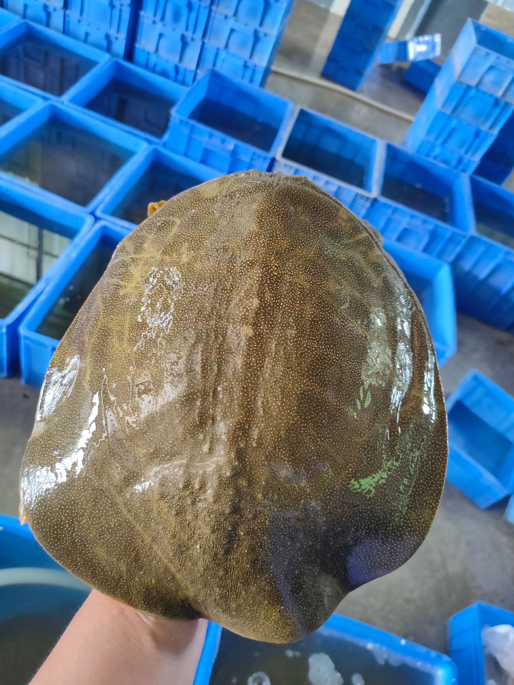 黄沙鳖  山塘放养.泉水养殖.精品甲鱼.水鱼.团鱼.王八.鳖