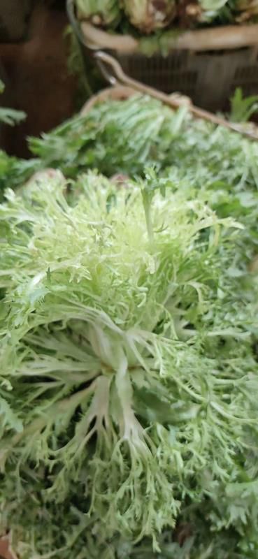 苦菊 云南产区精品蔬菜合作社产地直销提供优质货源，水菜，特菜