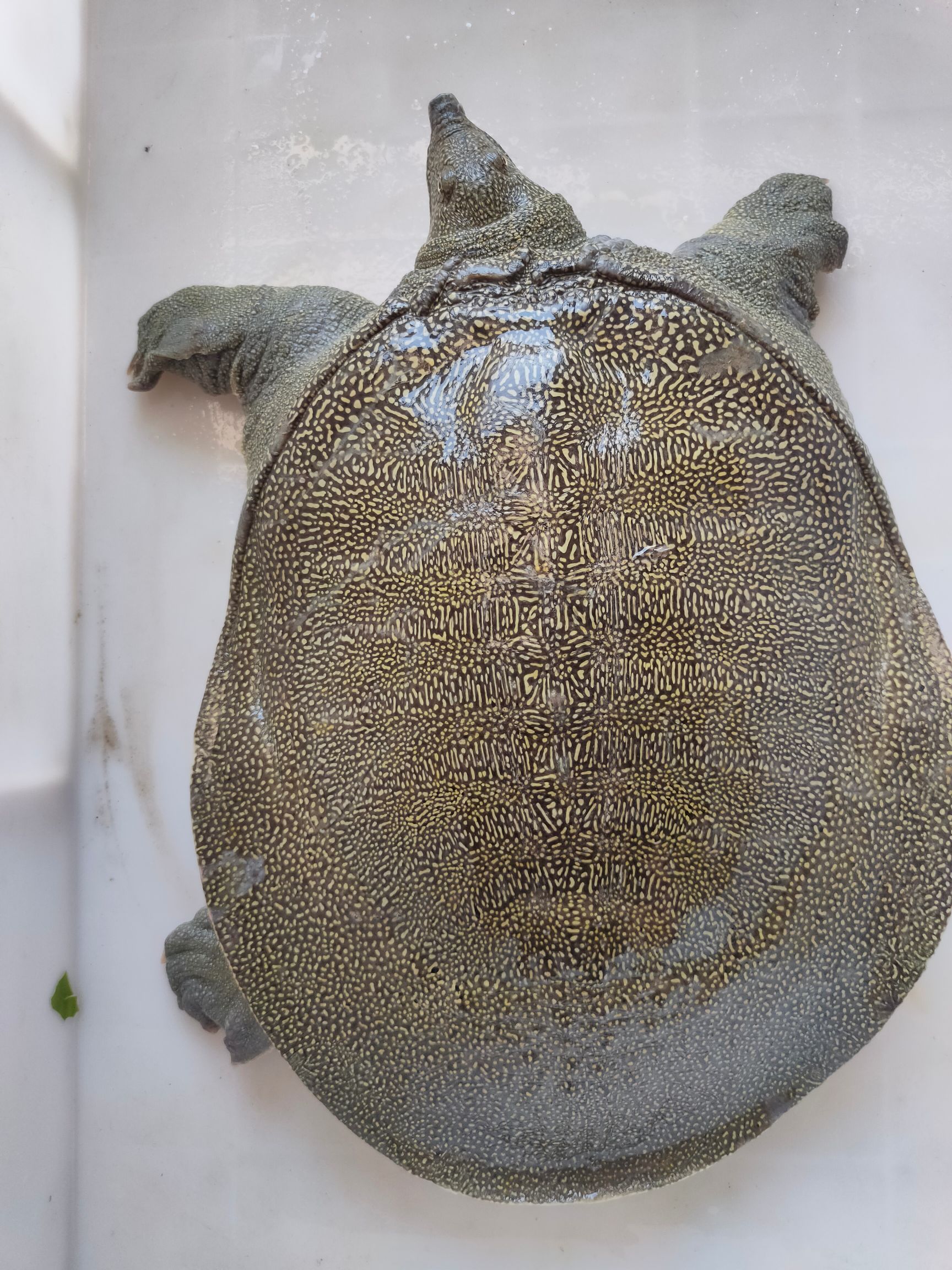 黄沙鳖  山塘放养.泉水养殖.精品甲鱼.水鱼.团鱼.王八.鳖