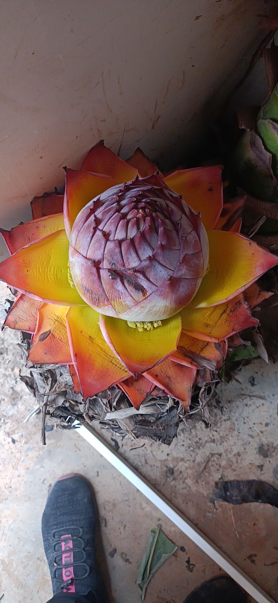 地涌金莲 视觉冲击，红色妩媚