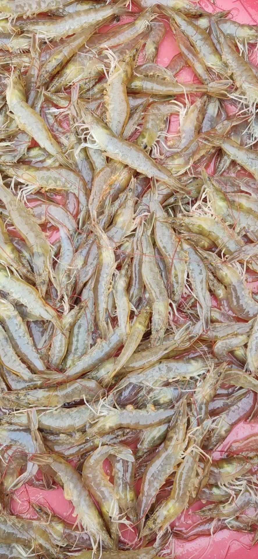南美白对虾，基围虾，塘头捉，一手货源，冰鲜，或者速冻发货